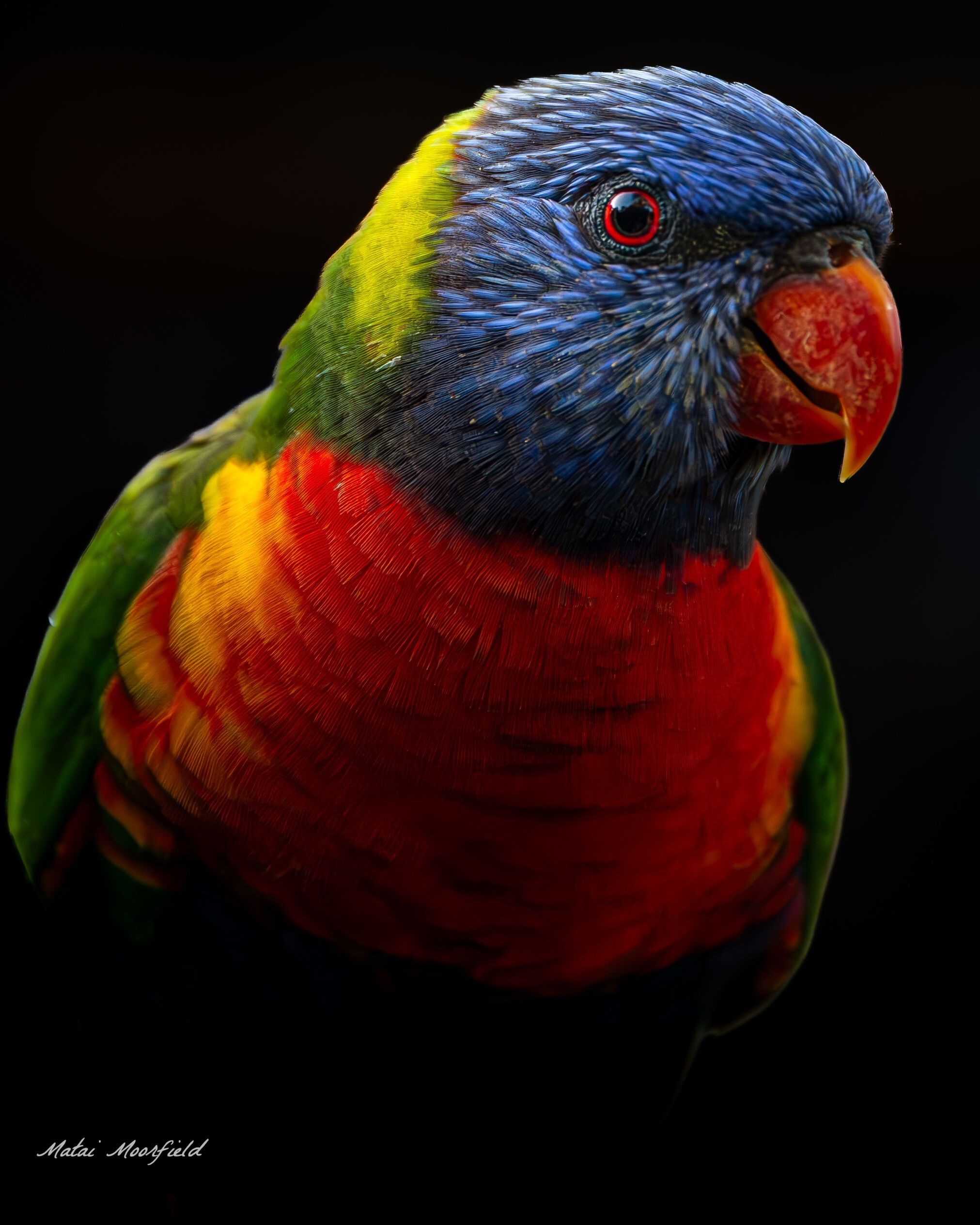 Australian Rainbow Lorikeet on a black background Australian Rainbow Lorikeet on a black background